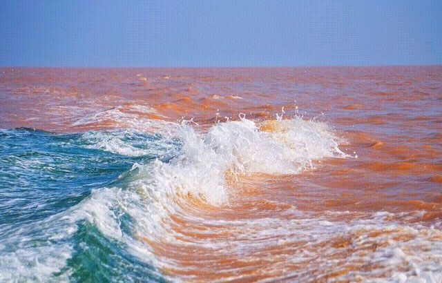 “黄河入海”文化旅游目的地品牌建设研讨会绽放东营