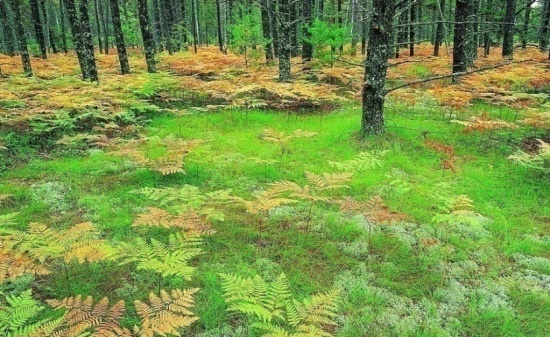 巅峰智业梅山森林公园总体规划