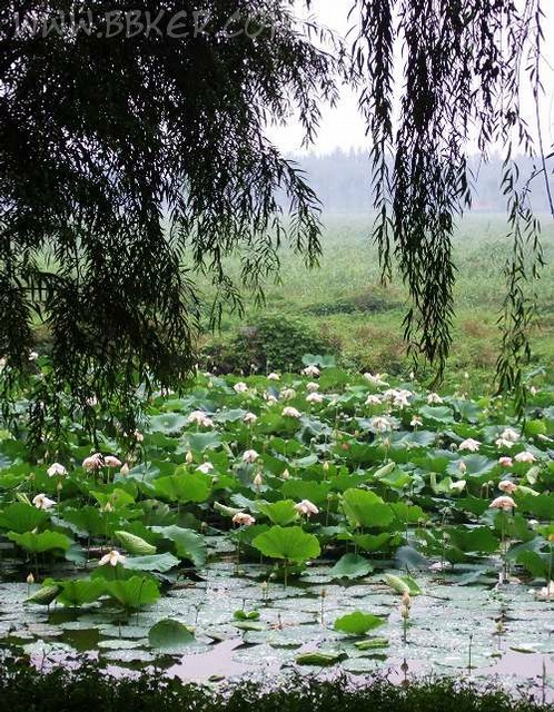 江苏江阴徐霞客故里湿地公园规划及总体景观设计 江苏江阴徐霞客故里湿地公园规划及总体景观设计