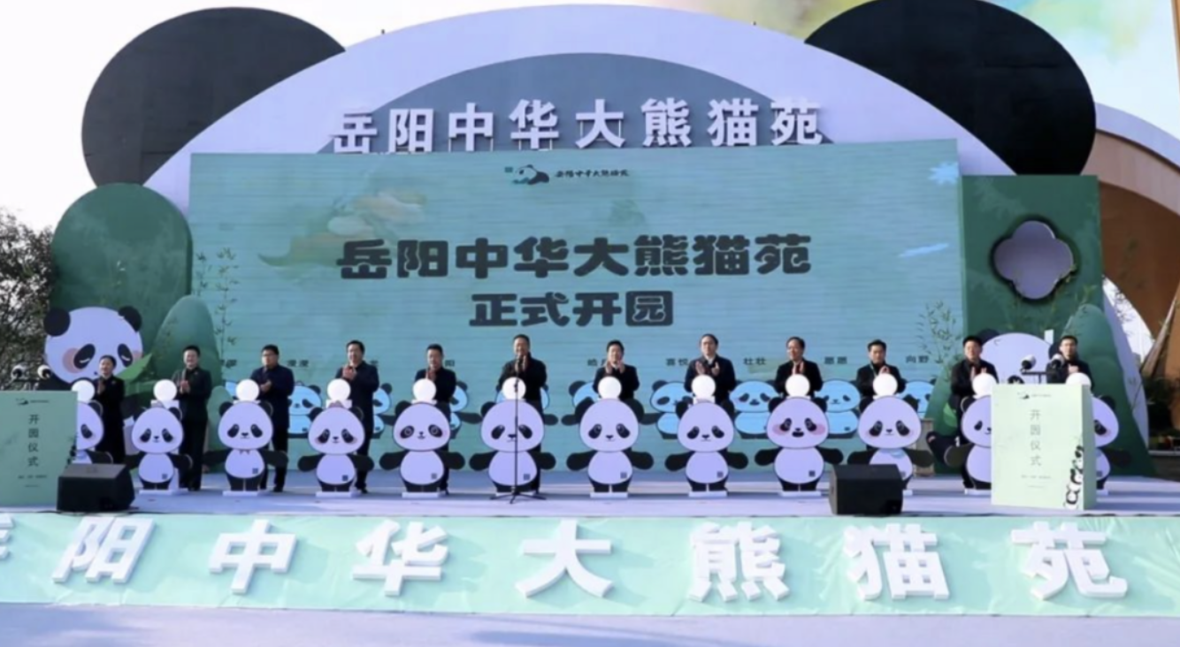 岳阳中华大熊猫苑盛大开园，巅峰智业多环节创意助力！